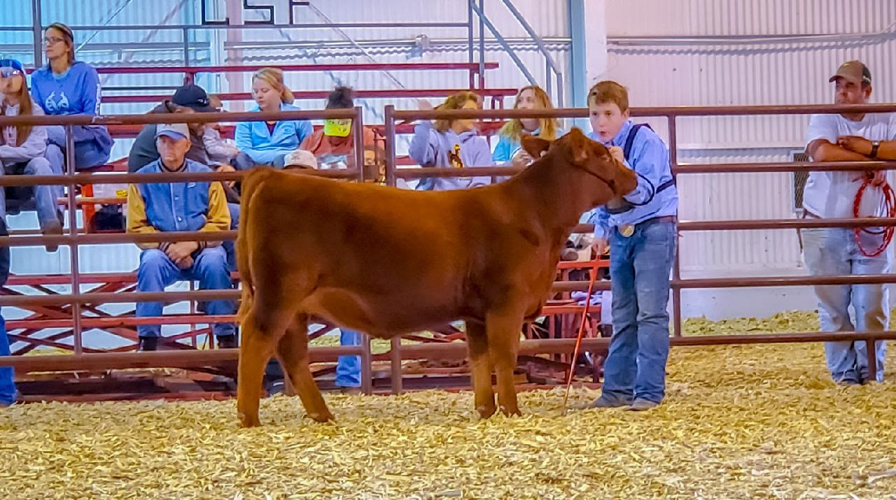 2020 Western Junior Livestock Show With A Tmas Rojas Chivas Sired Heifer Calf 1