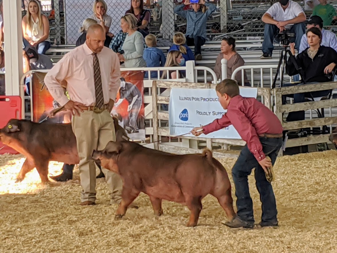 Jacob Driving His Class Winning Duroc At The 2020 National Barrow Show 1