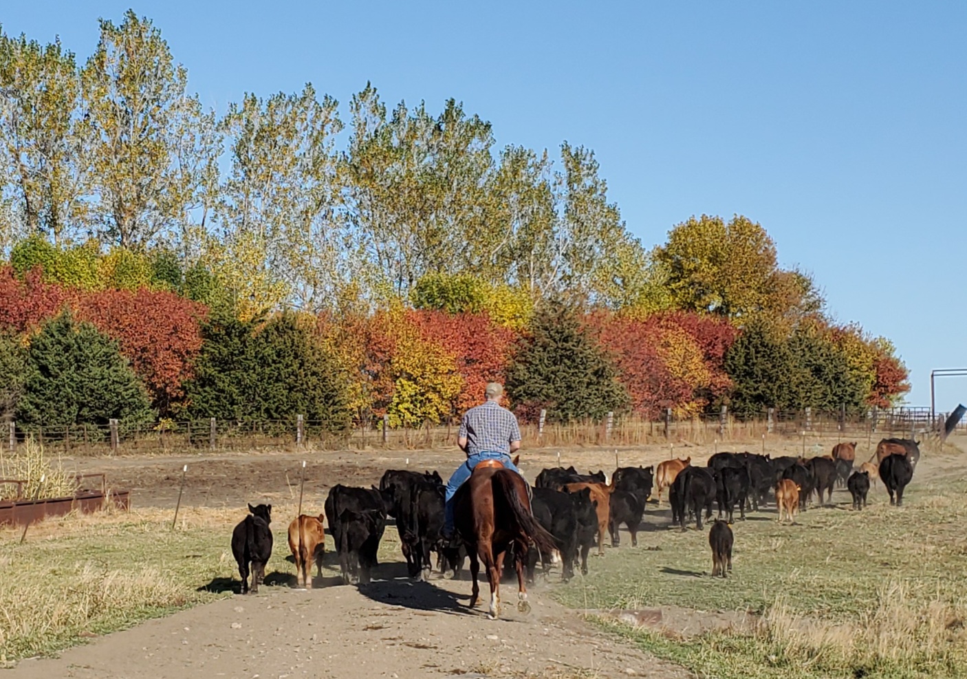 Paul Horseback Bringing Cattle Up 1