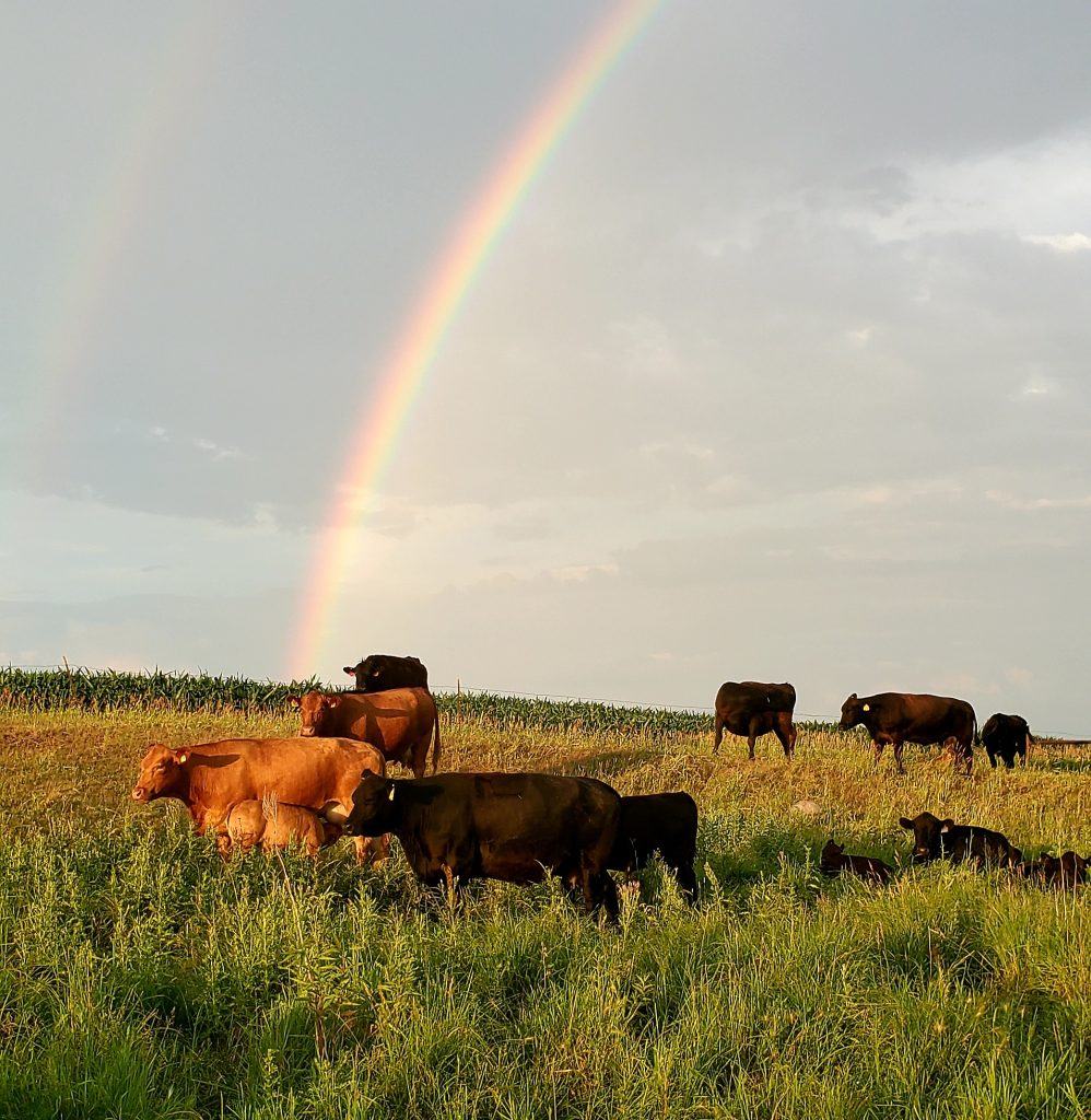 Cattle Rainbow 7 2021 1