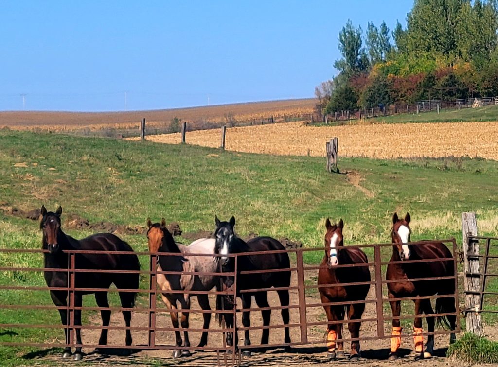 Horses By Pasture Fence 1