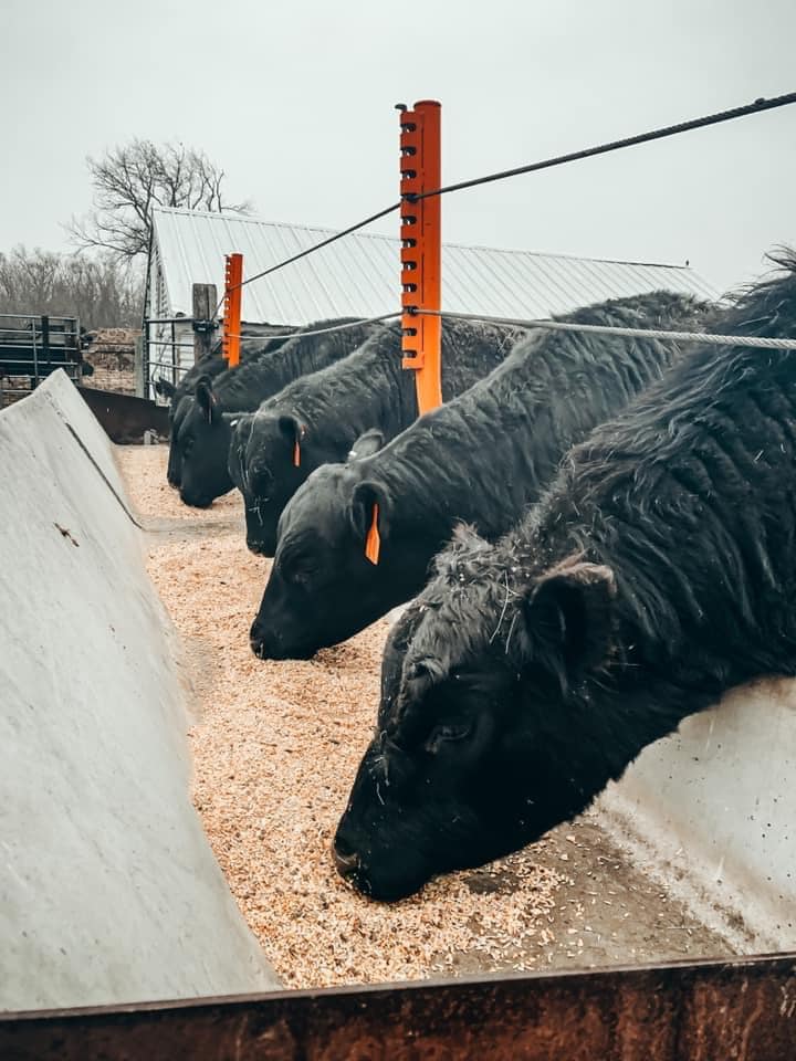 Steers Eating Grain