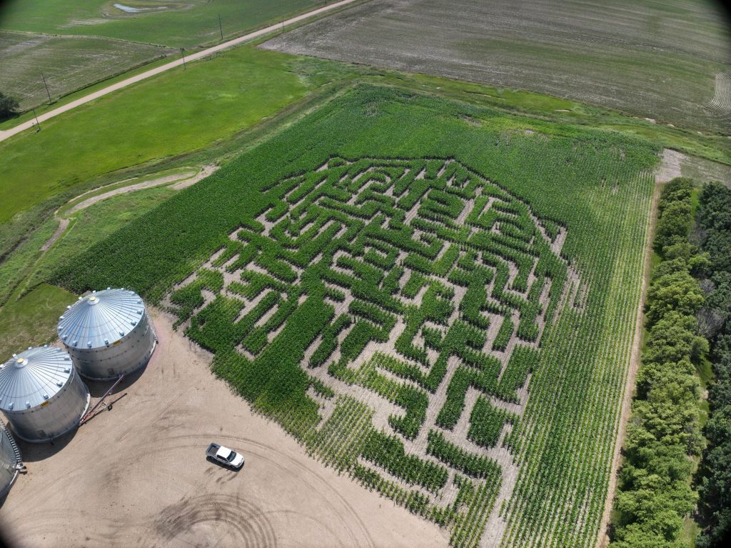 Corn Maize